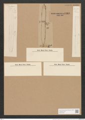 Nitzschia hybrida "var. glacialis" (de-Toni-Nr.: Genus 47, Species 2047) Zeichnungen Sammlung Grunow Nr. 4468 (NHMW-BOT-W0371876)